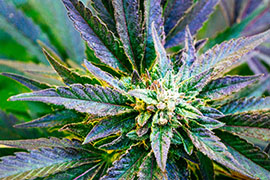 Cannabis Insurance